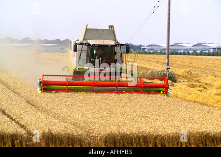 La récolte de blé de l'rendmt Lexion Claas 580 terra trac combine harvester Banque D'Images