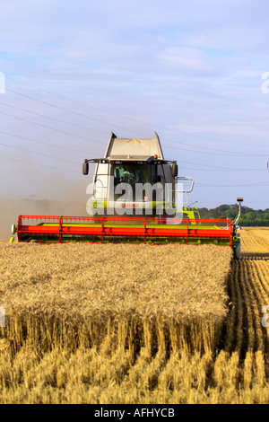 La récolte de blé de l'rendmt Lexion Claas 580 terra trac combine harvester Banque D'Images