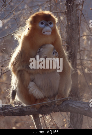 Mère bébé singe doré Nez snub avec bébé Banque D'Images