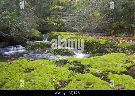 Les banques de la mousse luxuriante Millstone River parc Bowen Nanaimo Vancouver Island British Columbia Canada Banque D'Images