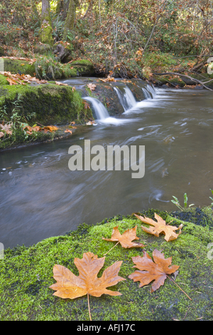 Parc Bowen s Millstone River à l'automne et ses nombreuses cascades offrent un cadre relaxant d'échapper à la vie en ville Nanaimo Vancouver Island Banque D'Images