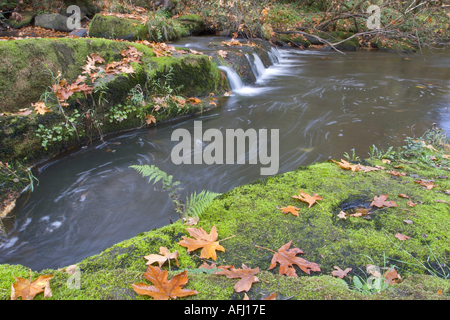 Parc Bowen s Millstone River à l'automne et ses nombreuses cascades offrent un cadre relaxant d'échapper à la vie en ville Nanaimo Vancouver Island Banque D'Images