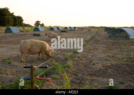 Une rangée de porcherie porcherie / hébergement Banque D'Images
