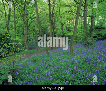 Dans Houghall bois Bluebell à ville de Durham, County Durham, Angleterre Banque D'Images