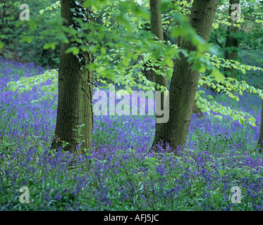 Dans Houghall bois Bluebell à ville de Durham, County Durham, Angleterre Banque D'Images