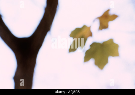 Les feuilles de l'automne dernier d'un sycomore ou grand avion ou Acer pseudoplatanus arbre Banque D'Images