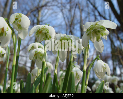 Galanthus nivalis flore pleno double cluster snowdrop fleuri au printemps Banque D'Images