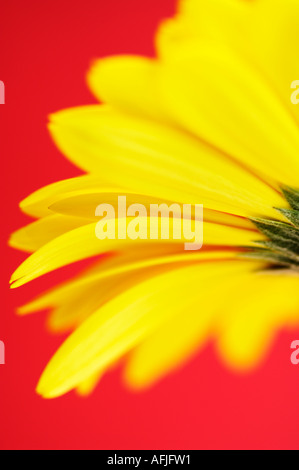 Fleur Gerbera Jaune sur un fond rouge avec une faible profondeur de champ pour une mise au point sélective Banque D'Images