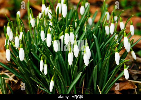 Snowdrop Galanthus nivalis (commune) en fleurs en hiver. Banque D'Images