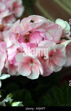 PELARGONIUM SÉRIE HORIZON. Banque D'Images