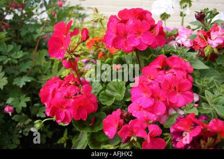 L'HORTICULTURE. PELARGONIUM rose foncé. Série HORIZON. GERANIACEAE Banque D'Images