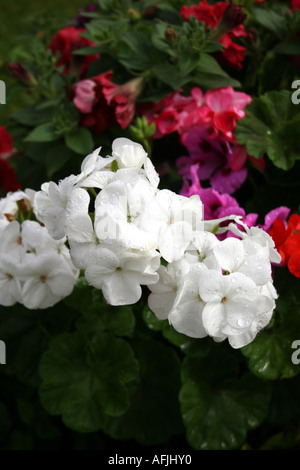 WHITE PELARGONIUM. Série HORIZON. Banque D'Images