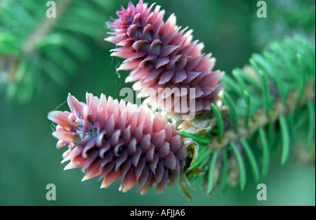 Close-up of young Epicéa Picea abies cone Banque D'Images