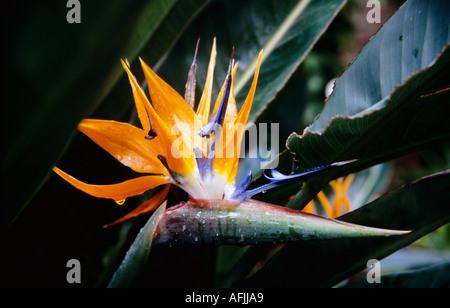 Strelitzia reginae Oiseau du Paradis fleur dans le jardin botanique de Puerto de La Cruz Îles Canaries Tenerife Espagne Banque D'Images