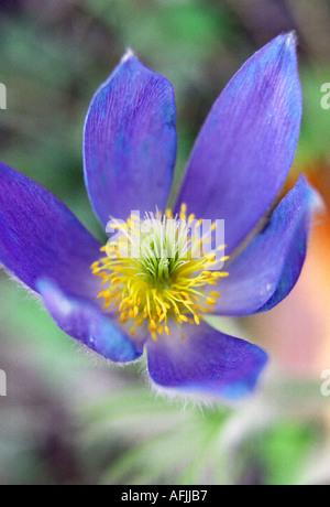 Close-up de Pulsatilla patens répandre Pasqueflower Banque D'Images