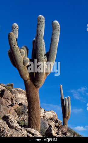 Un cactus dans la réserve nationale Eduardo Avaroa - La légende locale dit que les cactus avec des armes sont des femmes Banque D'Images