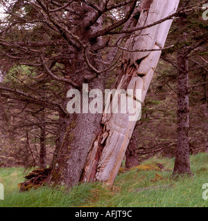 Haida Gwaii (îles de la Reine-Charlotte), en Colombie-Britannique, Colombie-Britannique, Canada - Totem à Skedans, Louise Island, parc Gwaii Haanas Banque D'Images