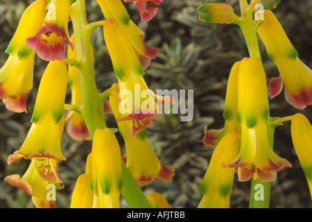 Lachenalia aloides var. quadricolor. Coucou bleu azur de l'AGA. Banque D'Images
