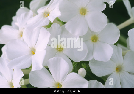 Phlox paniculata 'Monter Fuji'. Syn de l'AGA. Fujiyama. Le Phlox vivace. Banque D'Images
