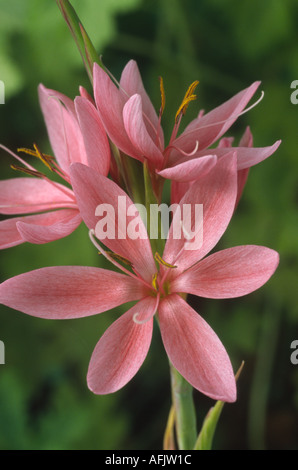 Hesperantha coccinea syn. Coccinea 'Fenland Daybreak'. Lis de kaffir. Banque D'Images