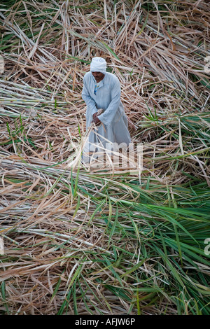 Un fermier moissonne la canne à sucre sur les rives du Nil, l'Egypte Banque D'Images