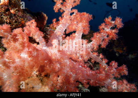 Magenta complexe corail hérissés (Dendronephthya nephtheidae), Retour Faru, Atoll de Malé Nord, les Maldives. Banque D'Images