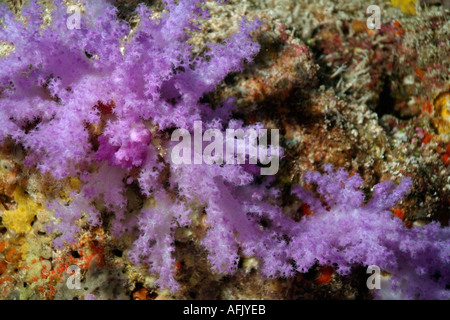 Maldives l'Atoll de Faadhippolhu Fushi Faru Mauve Corail hérissés Nephtheidae Dendronephthya Sp Banque D'Images