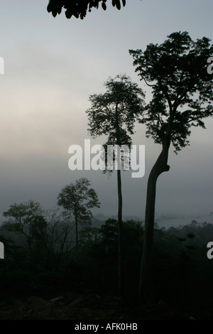 Lever tôt le matin à travers le brouillard nuages nd de forêt tropicale, le Ghana, l'Afrique de l'Ouest Banque D'Images