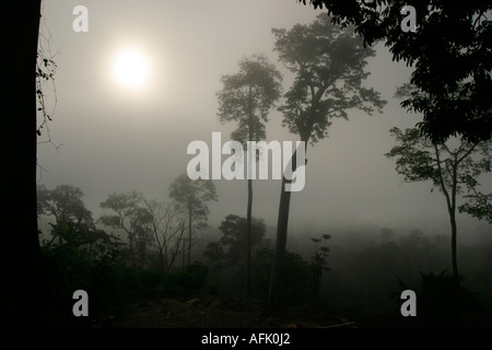 Lever tôt le matin à travers la brume et les nuages, la forêt tropicale au Ghana, Afrique de l'Ouest Banque D'Images