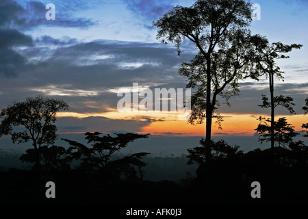 Au cours de l'aube de l'Afrique Tropical Rainforest avec mist clearing, Ghana, Afrique de l'Ouest Banque D'Images