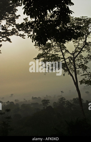 Tôt le matin les brouillards et nuages dans la forêt tropicale au Ghana, Afrique de l'Ouest Banque D'Images