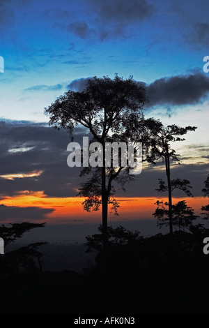 Au cours de l'aube de l'Afrique Tropical Rainforest avec mist clearing, Ghana, Afrique de l'Ouest Banque D'Images