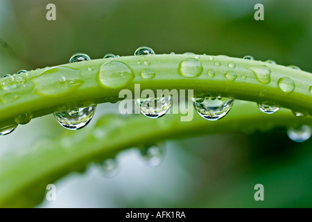 Gouttes d'eau sur une tige de fleurs Banque D'Images