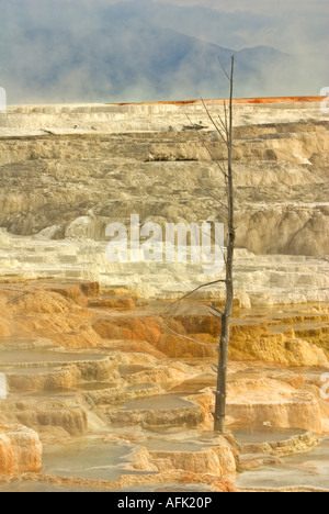 Mommoth Hot Springs Parc National de YellowStone terrasses faites de carbonate de calcium cristallisé Banque D'Images