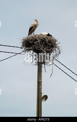 Cigogne blanche nichant sur lamp post Banque D'Images