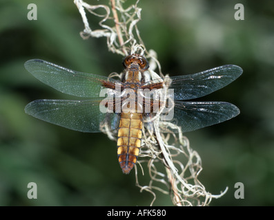 Broad-Bodied Chaser libellule. (Libellula depressa), femelle adulte. Banque D'Images