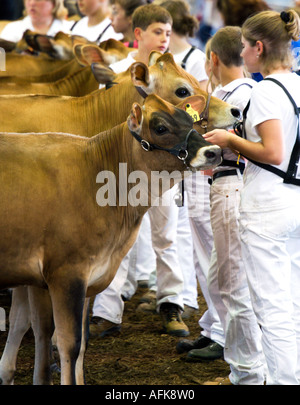 Les adolescents avec des vaches de Jersey au Wisconsin State Fair 2005 Concours laitiers Milwaukee Wisconsin USA Banque D'Images