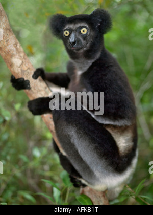 L'Indri (Indri Indri immatures) dans l'Est de Madagascar. L'Indri est le plus grand lémurien Madagscar Banque D'Images