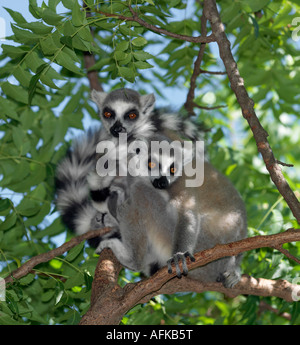 Deux lémuriens (ring-tailed Lemur catta) reposant au milieu de la journée. Ces lémuriens sont facilement reconnaissables par leur queue bagué. Banque D'Images