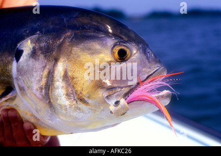 Jack Crevalle Caranx hippos détectée pendant la pêche de mouche en Savannah Georgia USA Banque D'Images