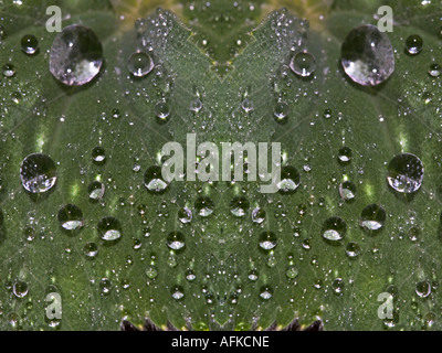 Les gouttelettes d'eau sur feuille de Alchemilla vulgaris montrant la tension superficielle. Composite Banque D'Images