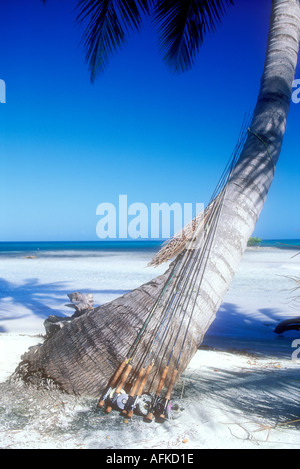 Les cannes de pêche à la mouche appuyé contre palmier au Belize Caraïbes libérées de droit de propriété Banque D'Images