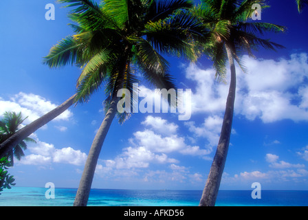 Palmiers et l'océan à l'horizon de l'océan Indien aux Maldives Banque D'Images