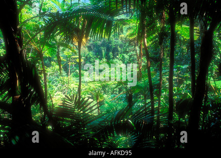 Le feuillage dense jungle en scène dans la forêt tropicale El Yunque Puerto Rico Caraïbes Banque D'Images