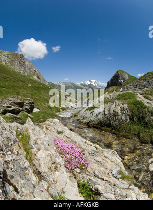 Silene acaulis alpine fleur sauvage poussant sur un rocher élevé dans les alpes françaises Banque D'Images