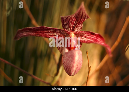 Paphiopedilum orchidée fleur pétales rose à rayures et de bourgogne Banque D'Images