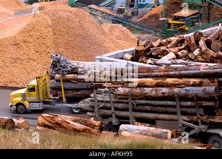 Le déchargement des bois pour la transformation en copeaux de bois à Beaver Cove sur l'île de Vancouver, British Columbia Canada Banque D'Images