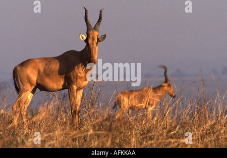 Jackson, bubale Alcelaphus buselaphus jacksoni Banque D'Images