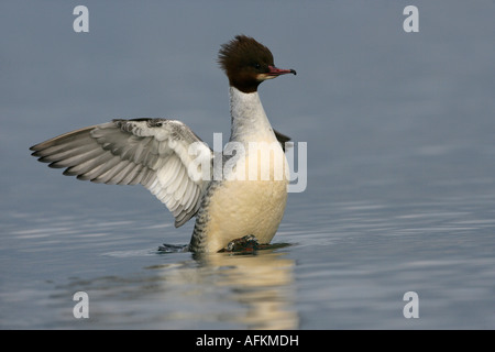 Harle bièvre Mergus merganser étend l'aile féminine Banque D'Images