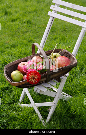 Pommes rouges en vieux bois trug sur fauteuil de jardin blanc Banque D'Images